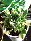 aeonium