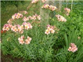 alstroemerija