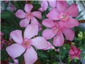 Nerium oleander