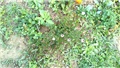 Menta