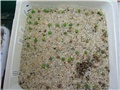 A. asterias, sijanci