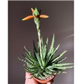 Aloe humilis