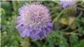 scabiosa - udovičica