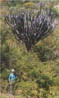 Pilosocereus Pachycladus (slika sa int.)