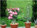 Adenium obesum