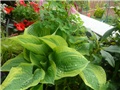 hosta