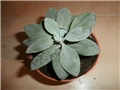 senecio