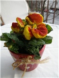 Papučica (Calceolaria)