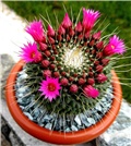 Mammillaria spinosissima Un Pico