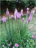 liatris