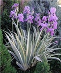 iris pallida