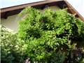 glicinija - lat. wisteria sinensis