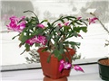 Schlumbergera truncata