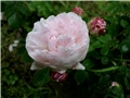  ruža damašćanka