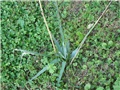 Palmica