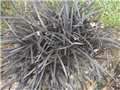 ophiopogon