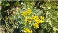ruta occidentalis