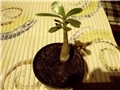  adenium