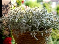 limonium tatarica