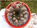 Gymnocalycium