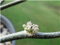 astrophytum caput medusae