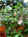 gardenija