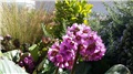 bergenia