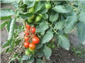 Rajčica cherry