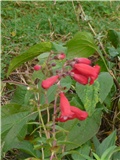 penstemon