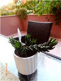 haworthia