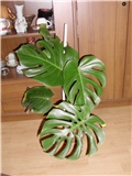 monstera 1