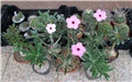 adenium