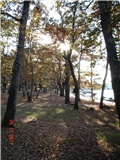 Njivice - hrast 1