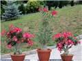 Adenium obesum