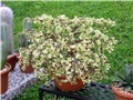 Portulacaria afra