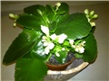kalanchoe