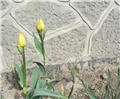 Tulipani