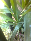 Yucca