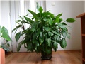 Spathiphyllum 