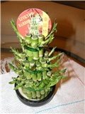 Lucky bamboo-Dracena sanderiana
