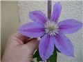 clematis