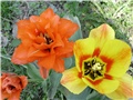 tulipan
