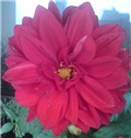 dalia