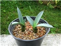 Agave macroacantha