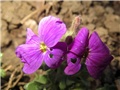 gušarka arabis