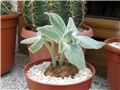 Reshsteineria leucotricha