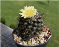 copiapoa maritima
