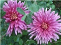 Chrysanthemum