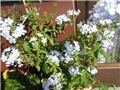 plumbago