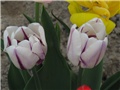 Tulipani